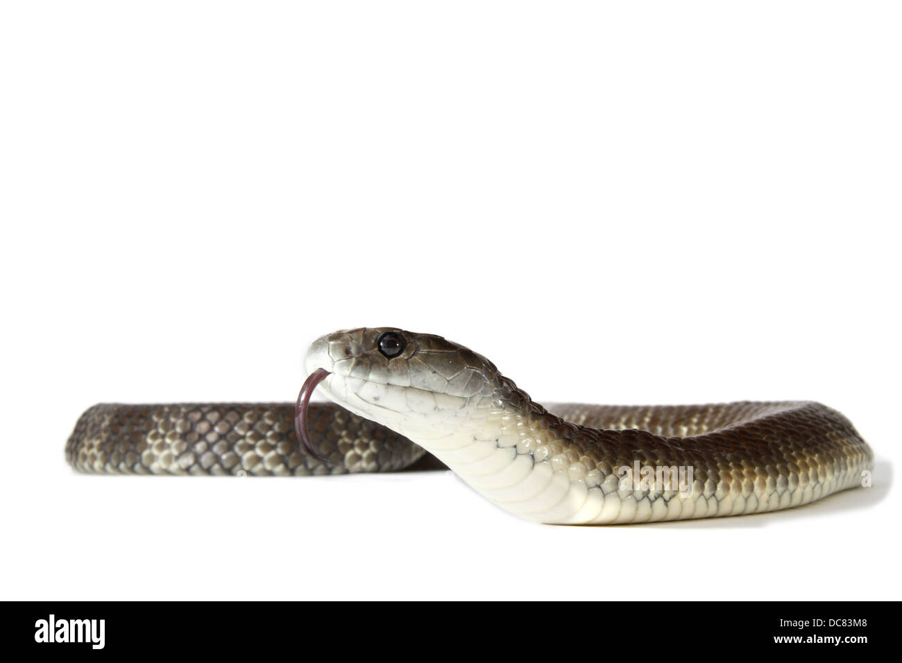 Tiger snake, notechis scutatus photographed on a white background, digitally adjusted ready for easy cut-out Stock Photo