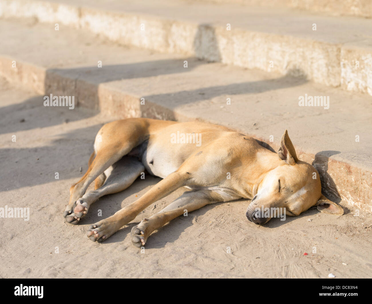 Stray dog asleep. Life on the banks of the Ganges River - Varanasi, India Stock Photo