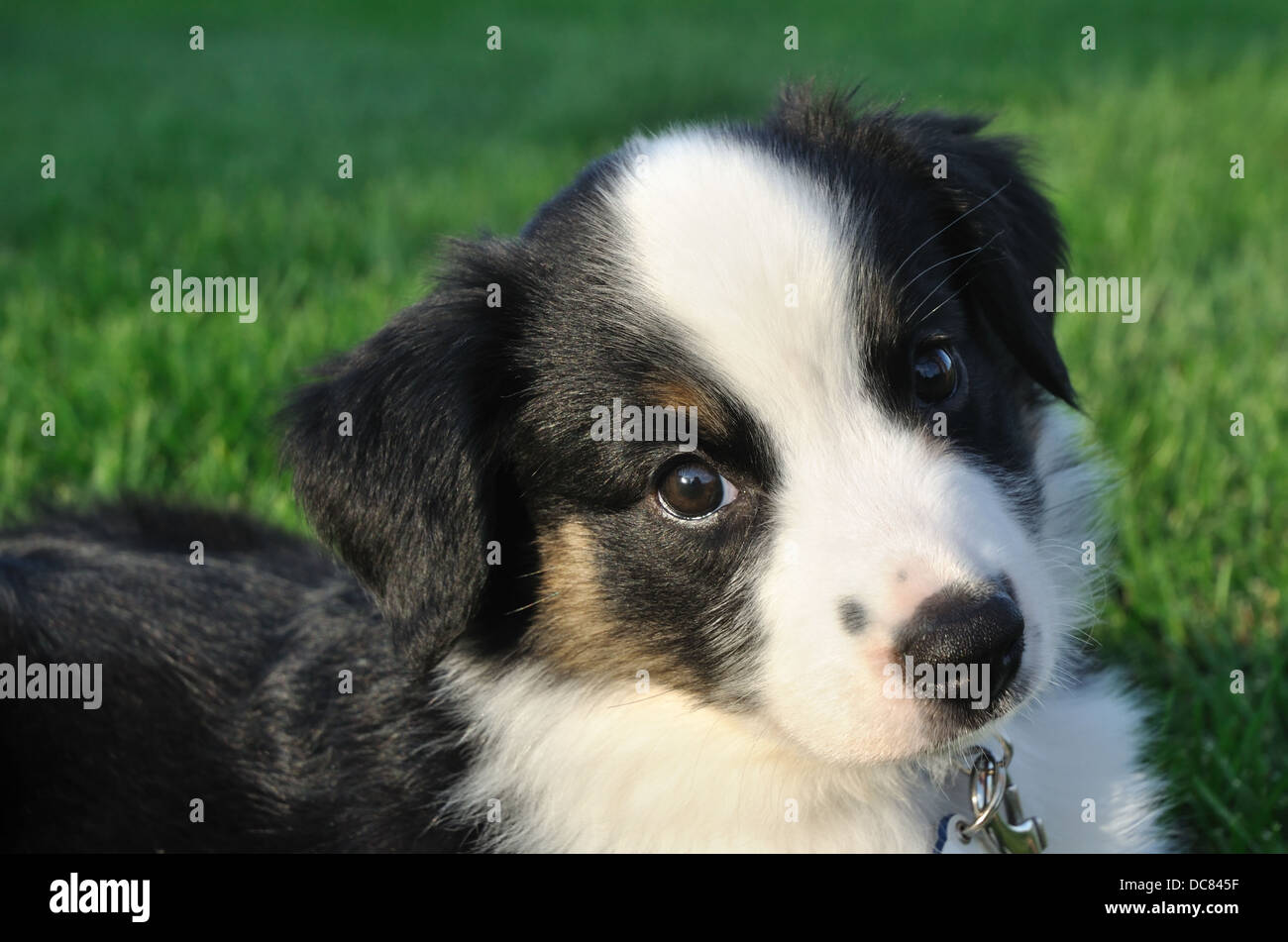 Australian Shepherd dog puppy Stock Photo