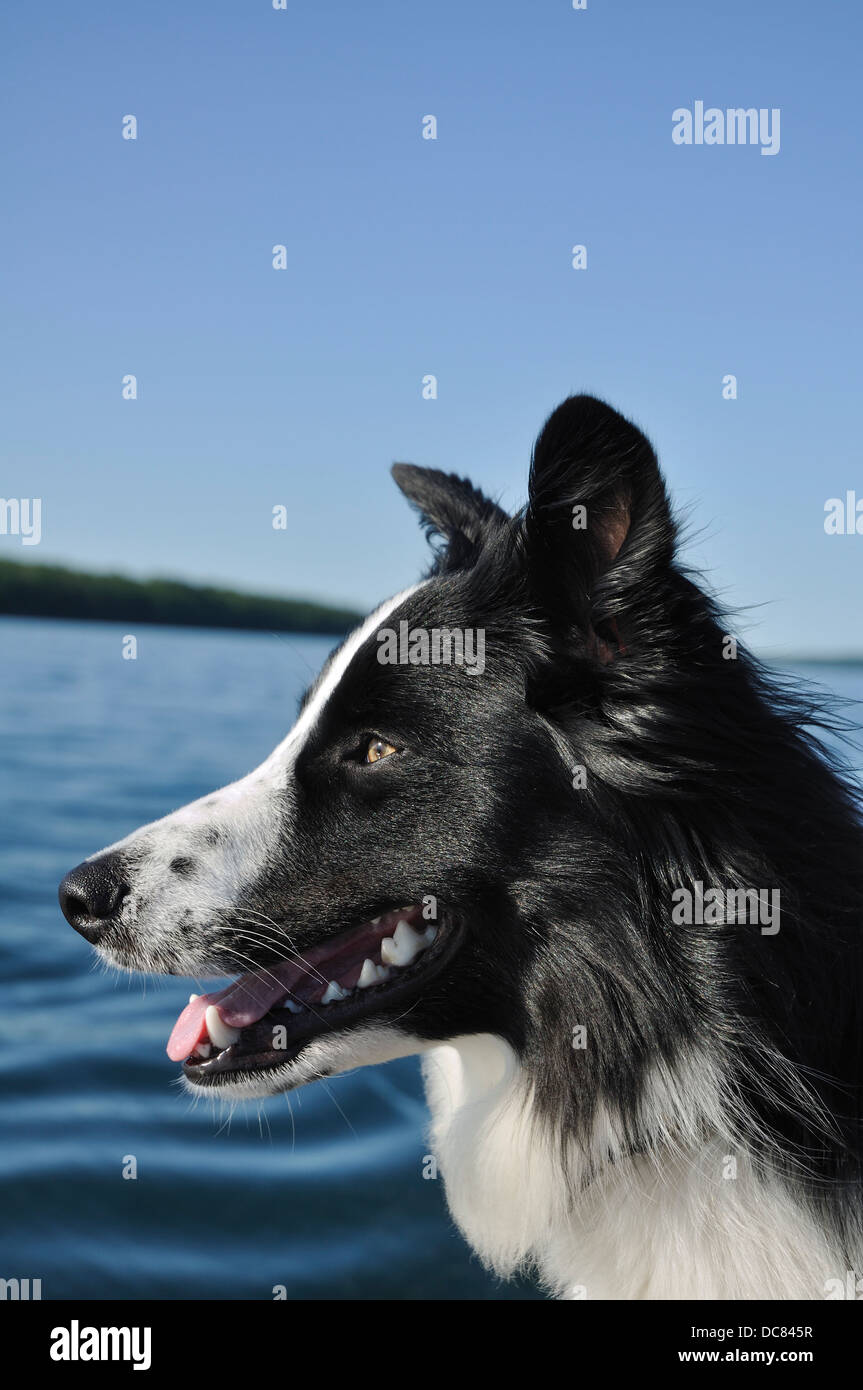 Profile Of Black And White Dog Border Collie Australian Shepherd Stock Photo Alamy