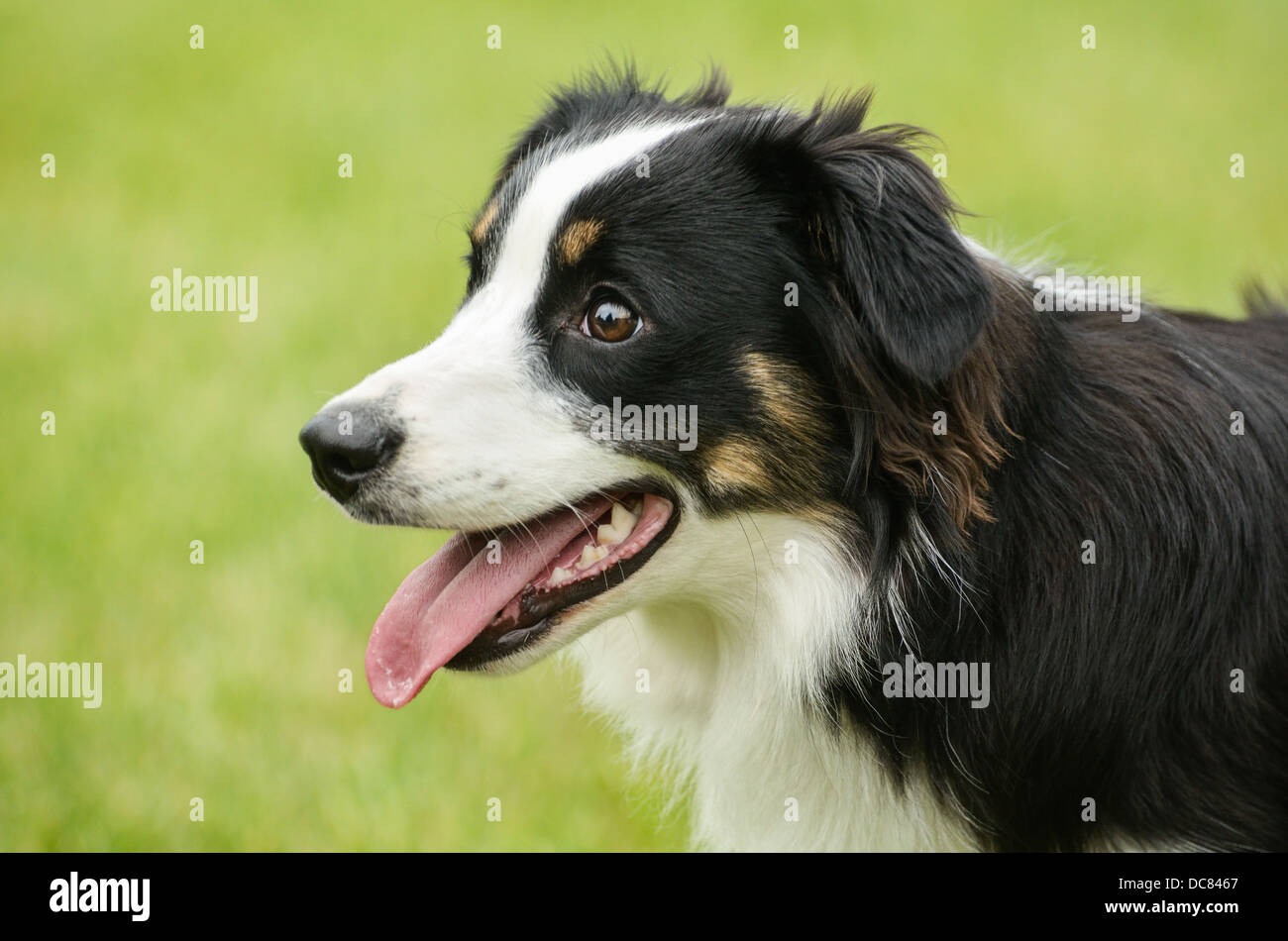 Black Tricolor Australian Shepherd (Aussie) Dog, collie Stock Photo