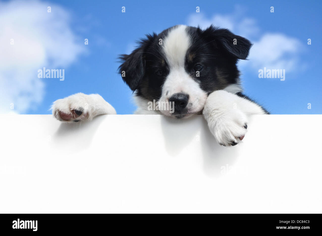 Puppy above a blank sign Stock Photo
