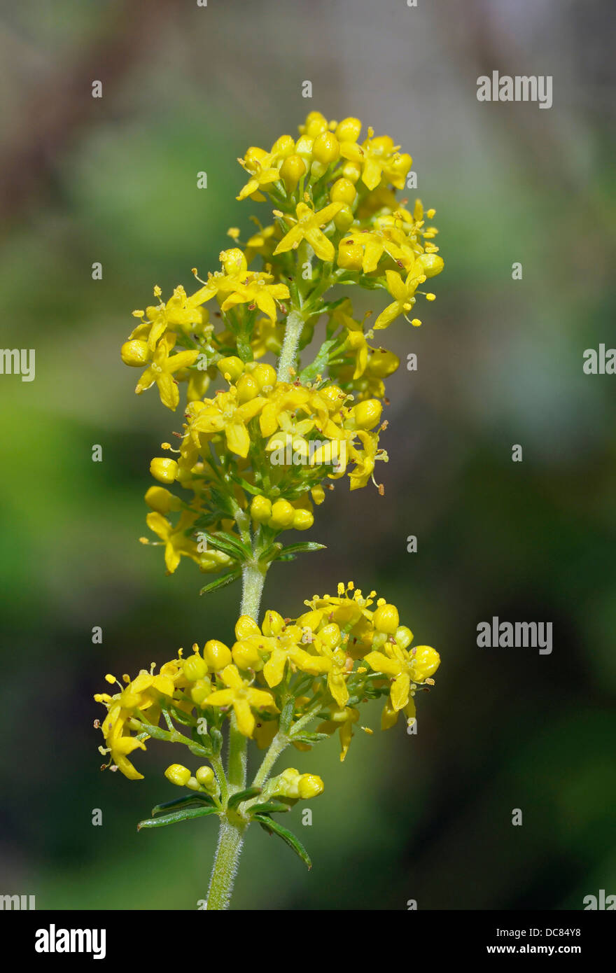 Lady's Bedstraw - Galium verum Small yellow grassland flower Stock Photo