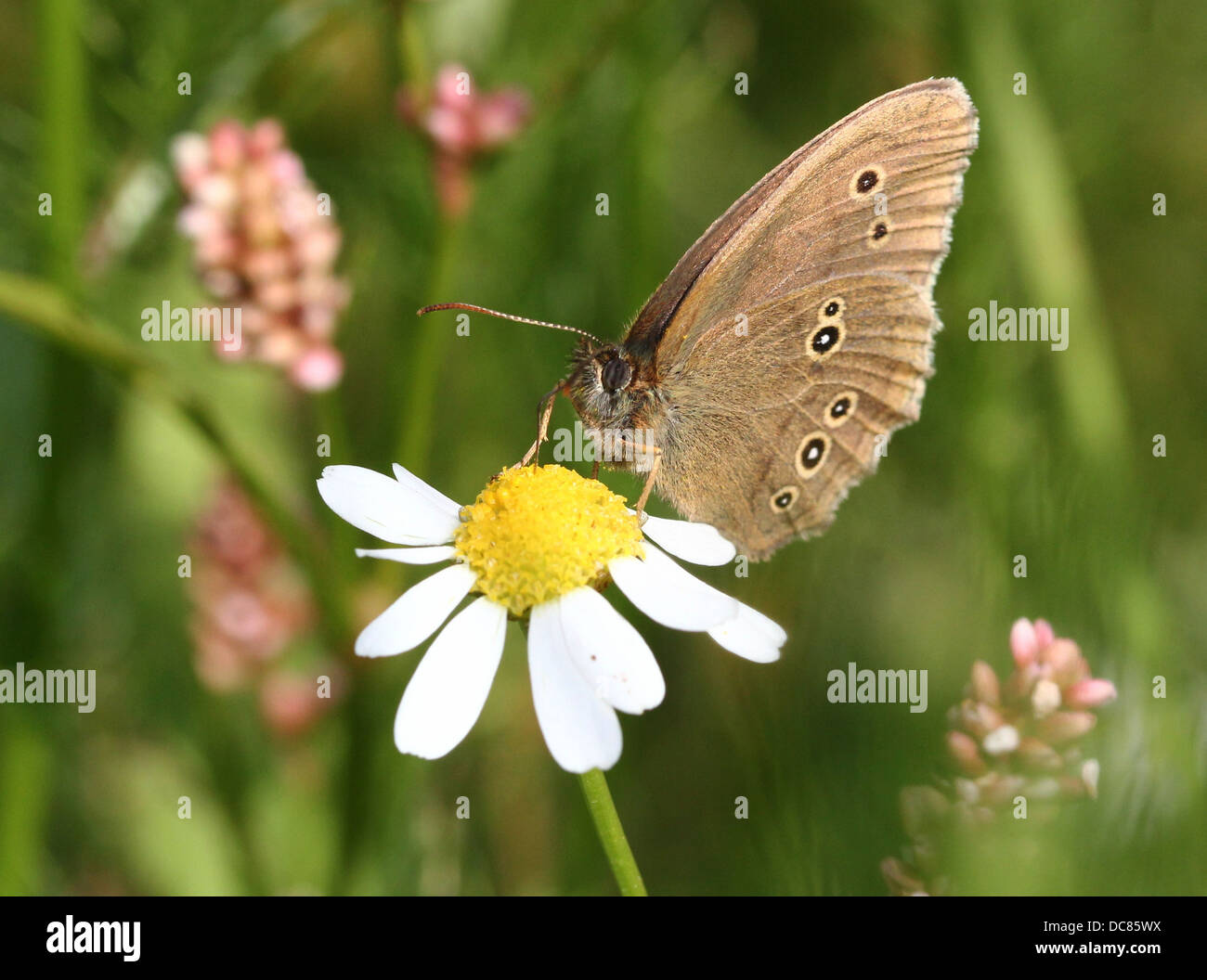 Macro image of a brown Ringlet (Aphantopus hyperantus) butterfly foraging on a flower Stock Photo