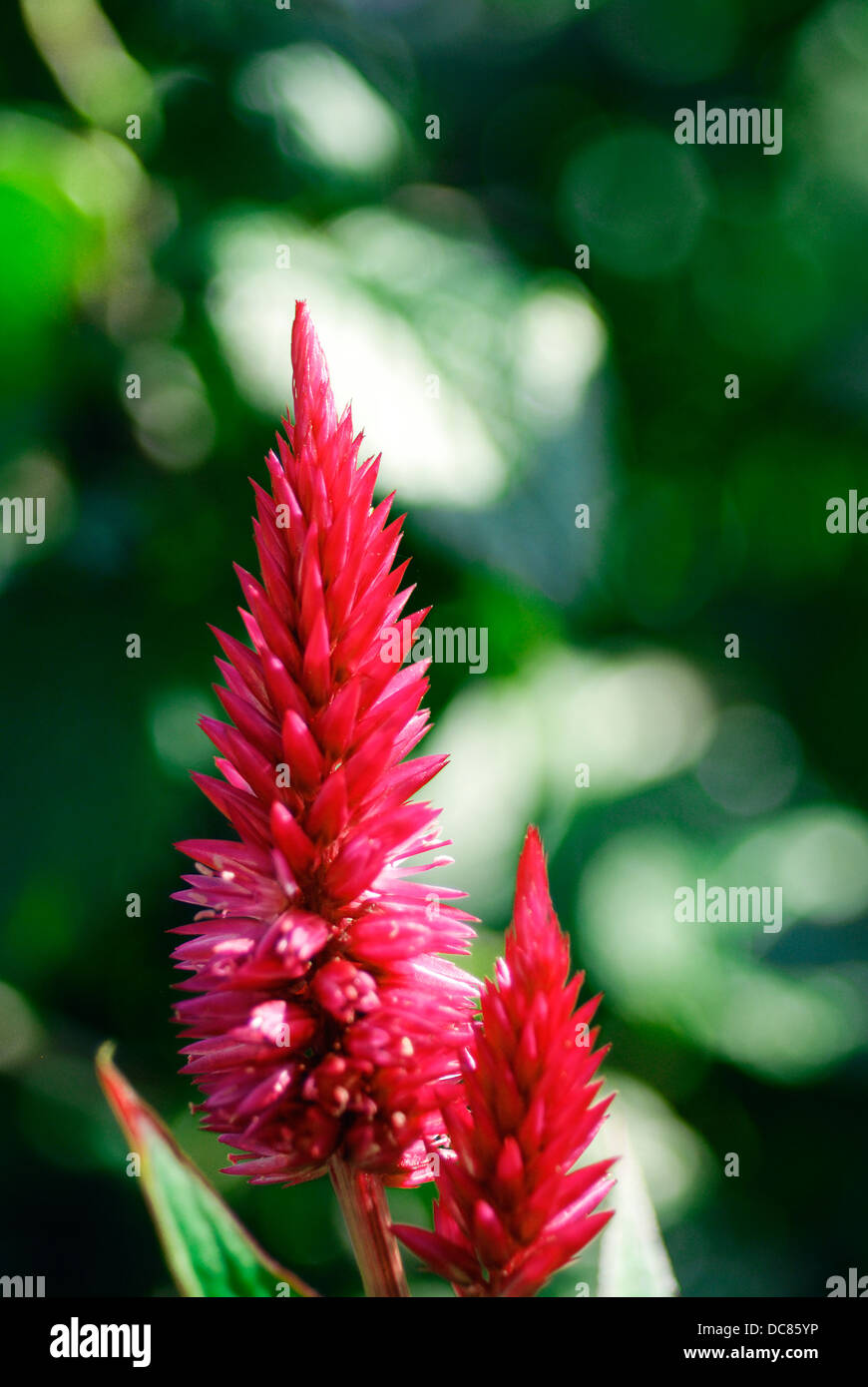 Beautiful pink flower of celosia in the garden Stock Photo