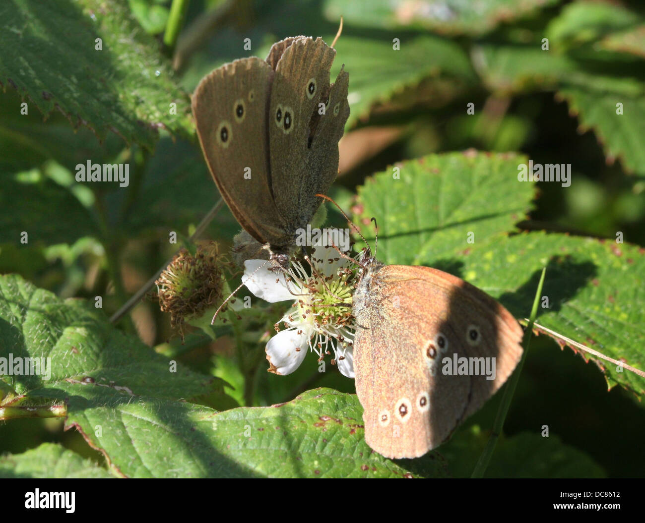Macro image of two  brown Ringlets (Aphantopus hyperantus)  foraging on a flower Stock Photo