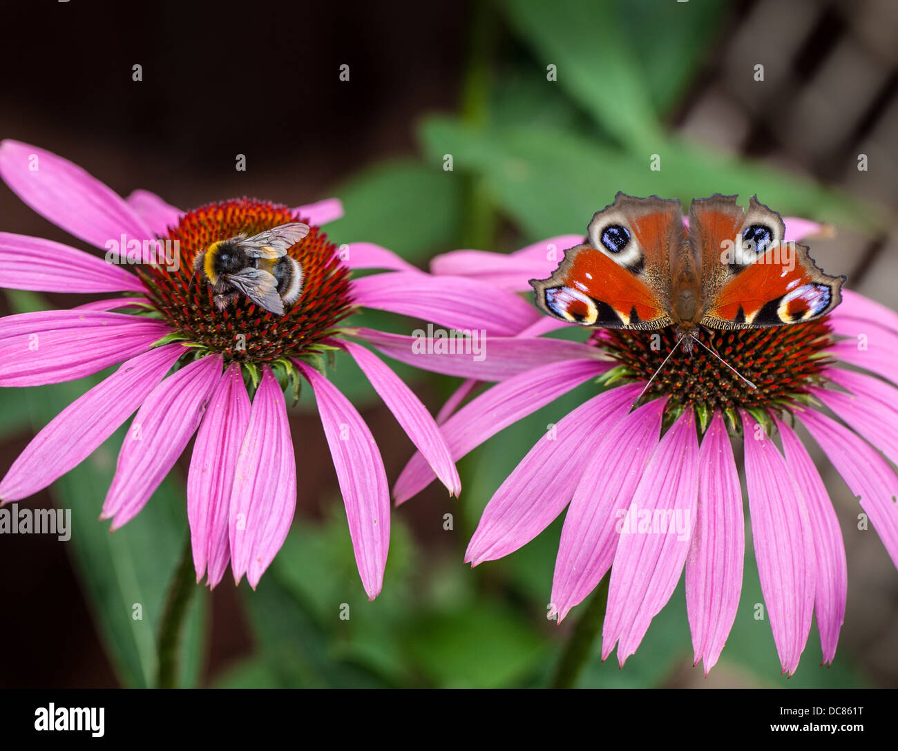 Peacock butterfly on pink flower Stock Photo