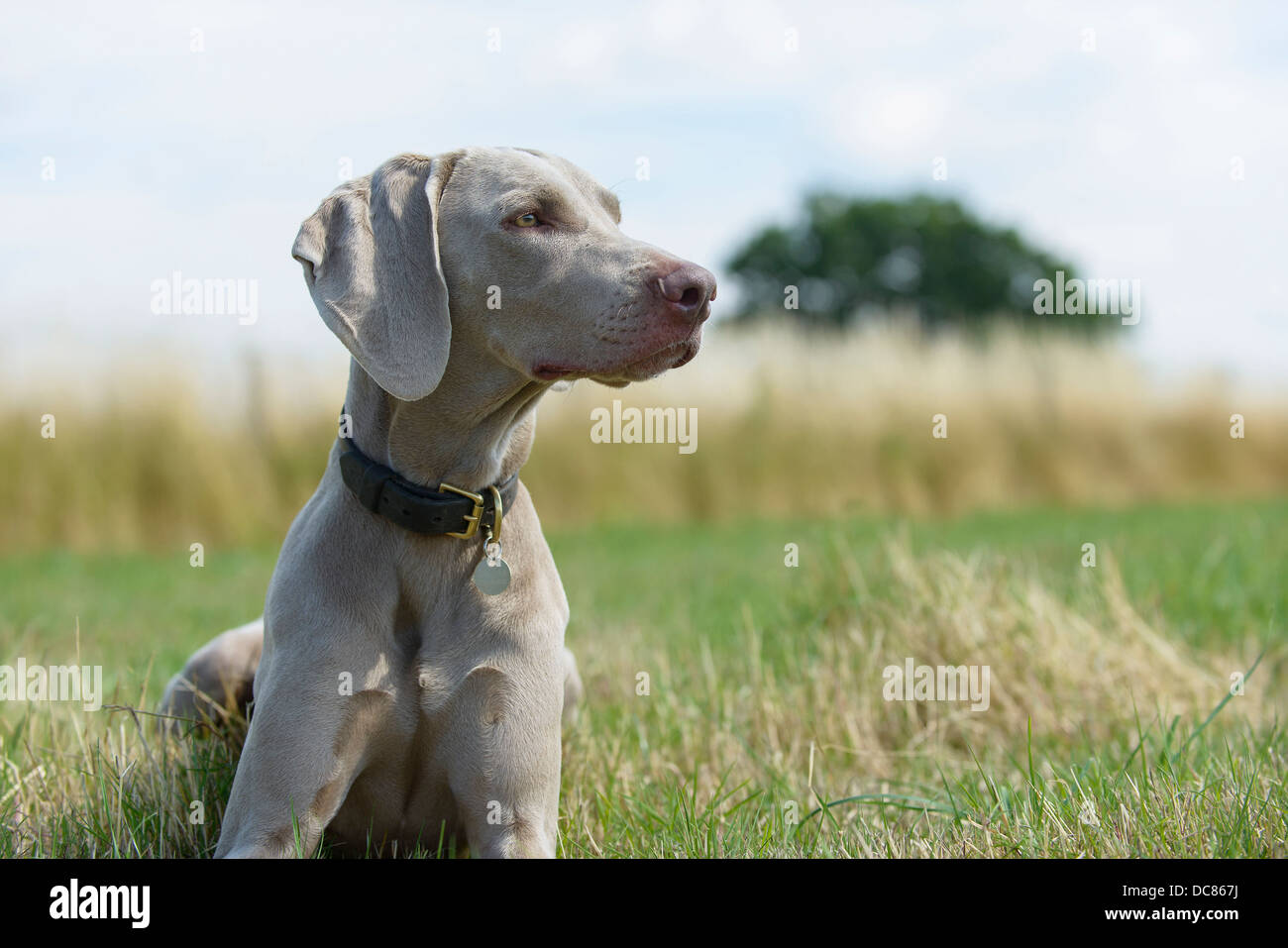 A male Weimaraner relaxing in a field in Surrey, England, United Kingdom. Stock Photo
