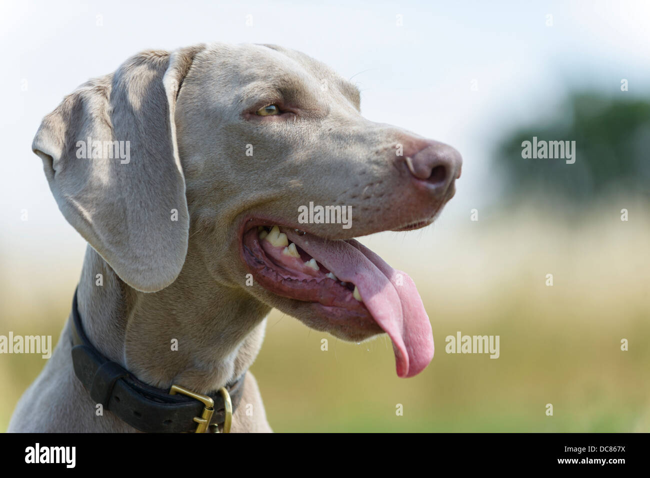 A male Weimaraner relaxing in a field in Surrey, England, United Kingdom. Stock Photo