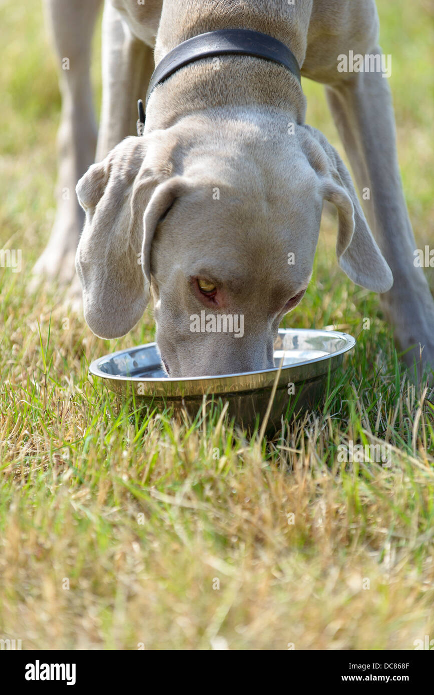 A male Weimaraner drinking water in a field in Surrey, England, United Kingdom. Stock Photo