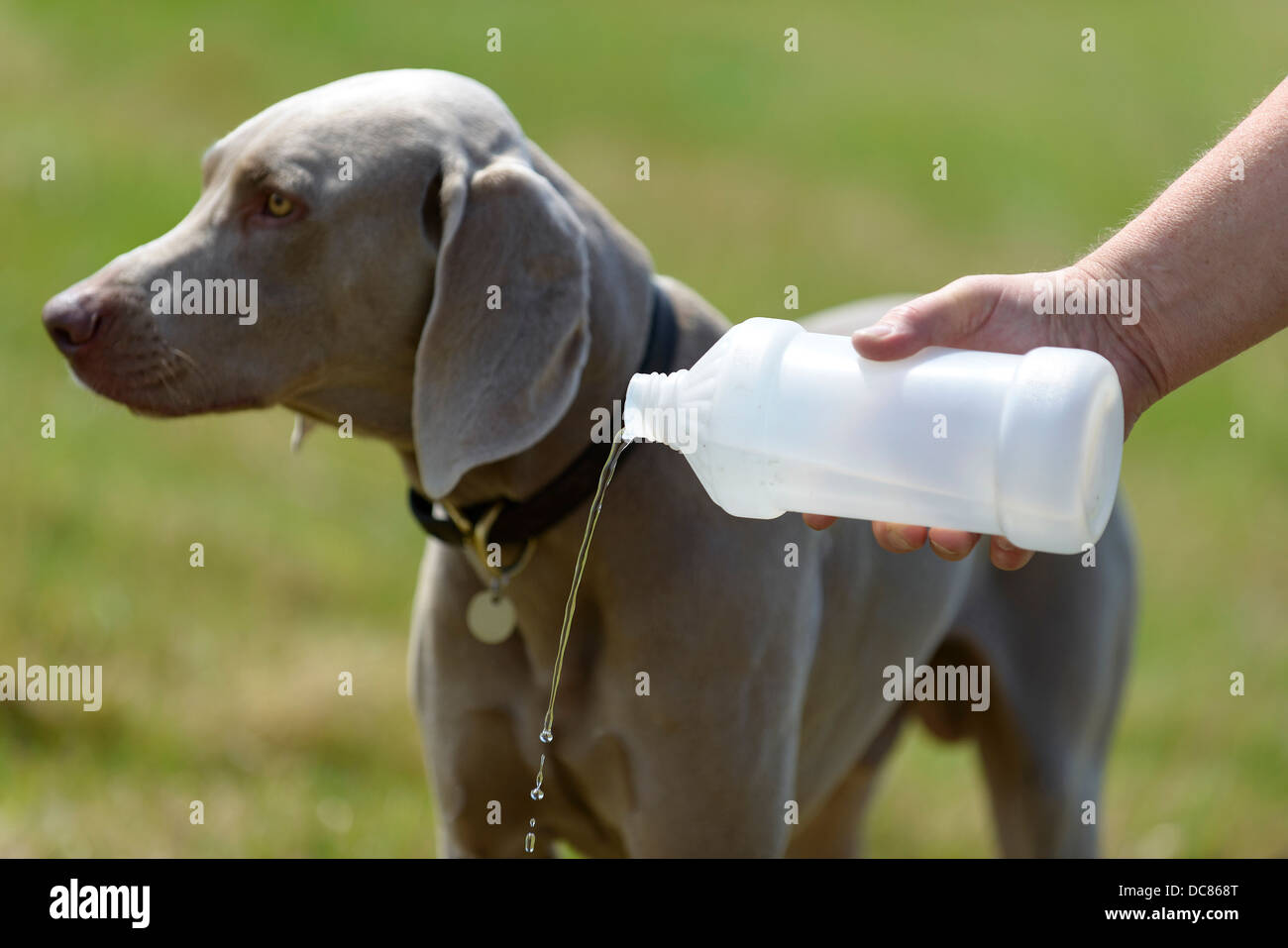 A male Weimaraner refusing water in a field in Surrey, England, United Kingdom. Stock Photo