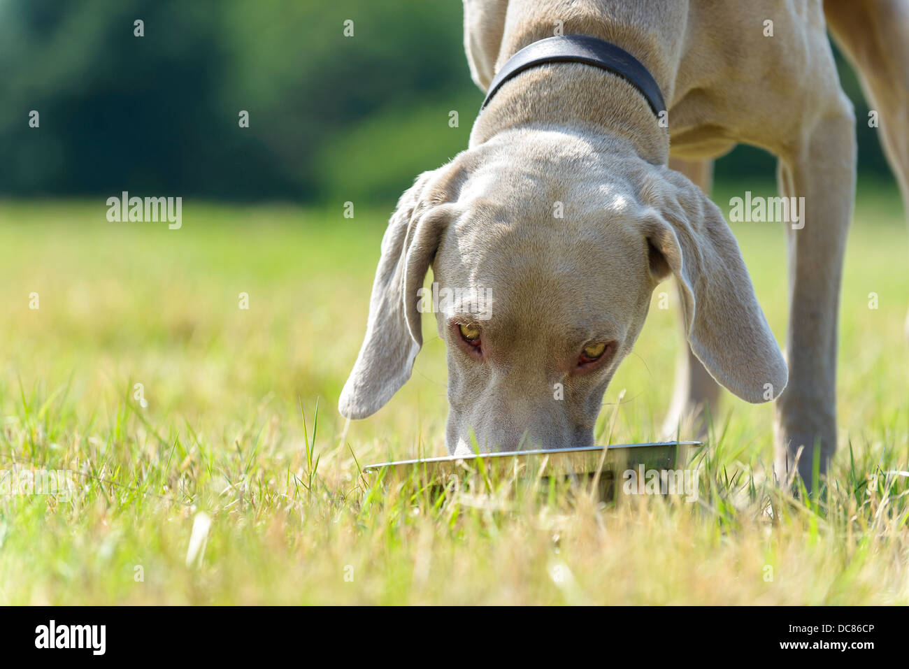 A male Weimaraner drinking water from a bowl in a field in Surrey, England, United Kingdom. Stock Photo