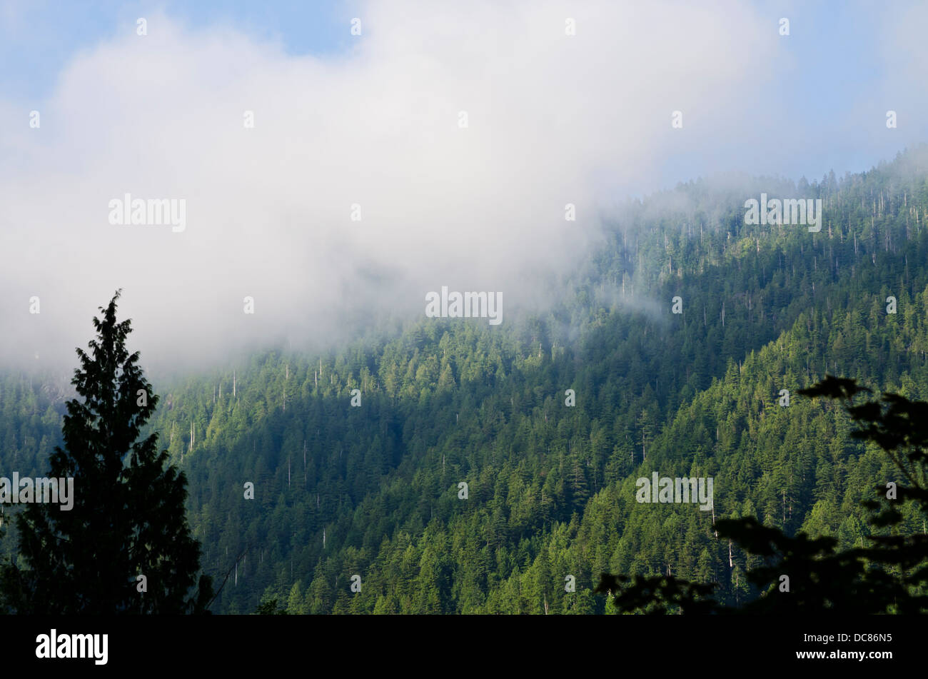 Low clouds hover near the evergreen covered mountains and forests in Golden Ears Provincial Park. British Columbia, Canada. Stock Photo
