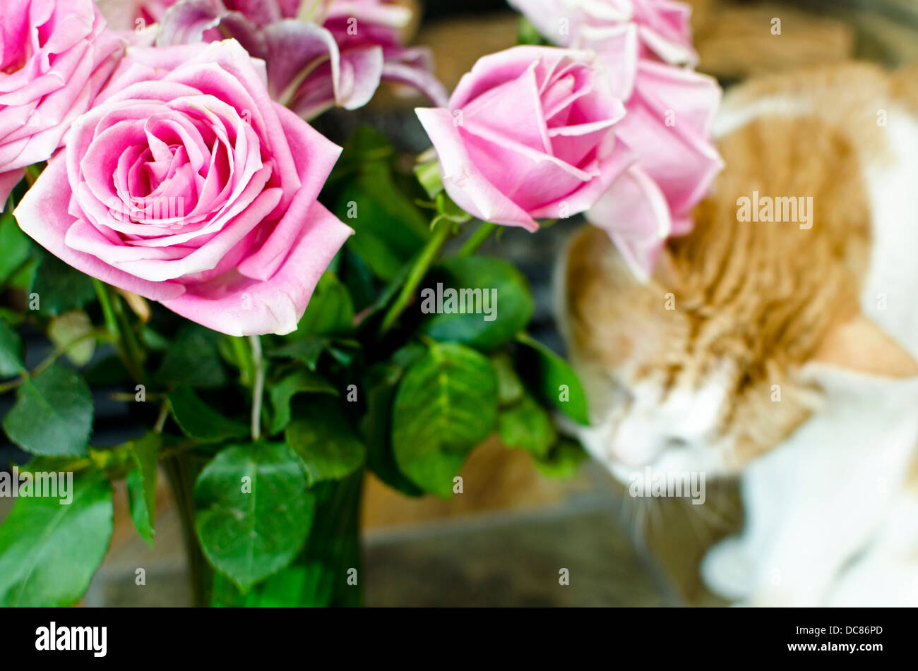 Beautiful pink roses in a vase with a curious cat sniffing them in the background. Misbehaving cat wanting to bite the plants. Stock Photo