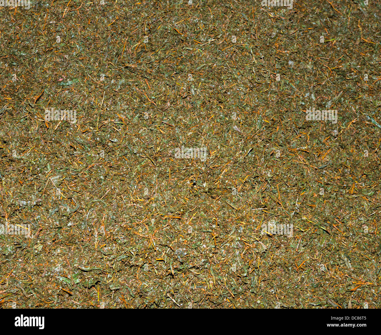 Crumbled up unsorted fresh green tea crop on tea factory for fermentation Stock Photo