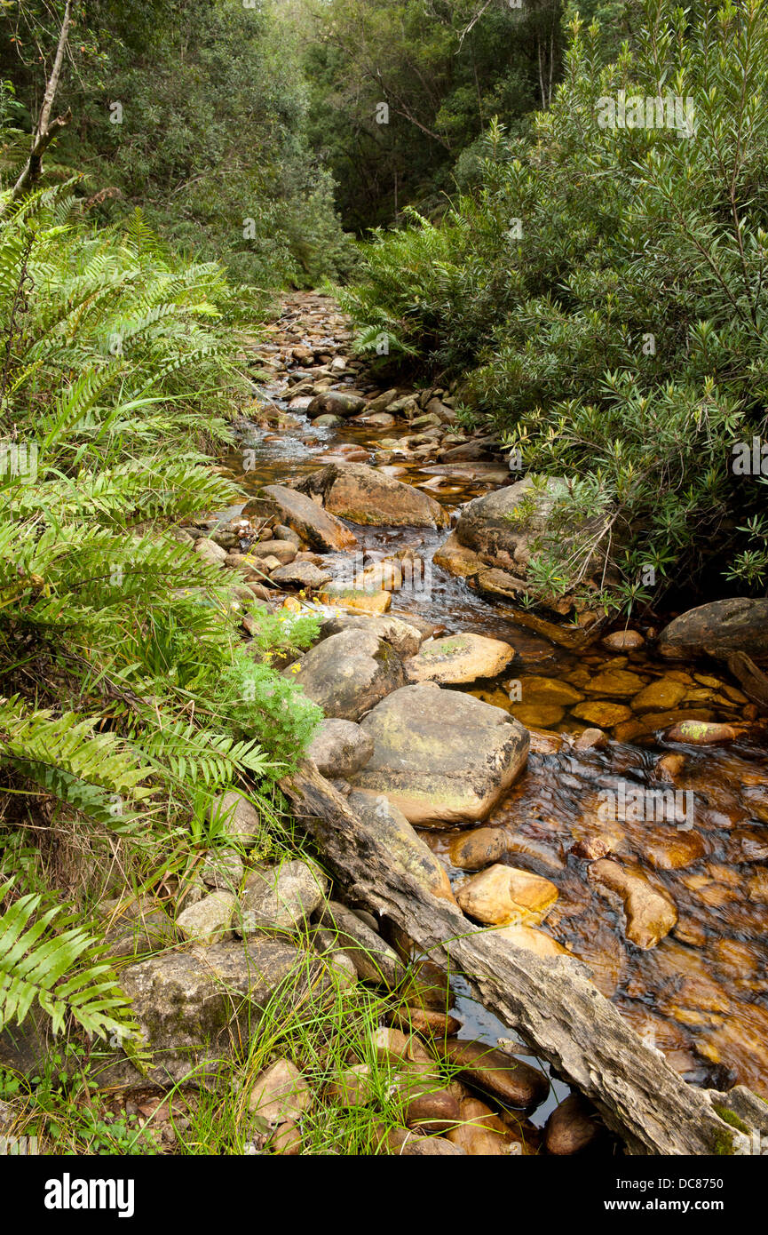 Stream in Knysna Forest, Knysna, Western Cape, South Africa Stock Photo