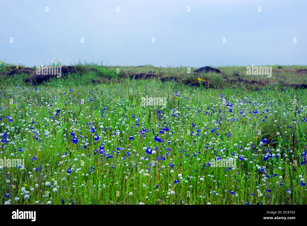 Bed of flowers in Kass Plateau during the month of September 2012 Stock Photo