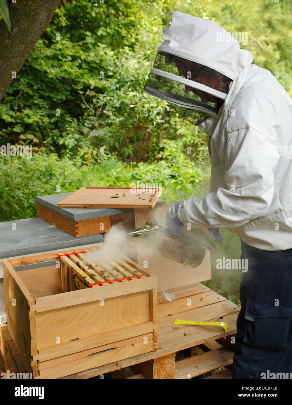 Beekeeper using a smoker to calm the beehive. Stock Photo