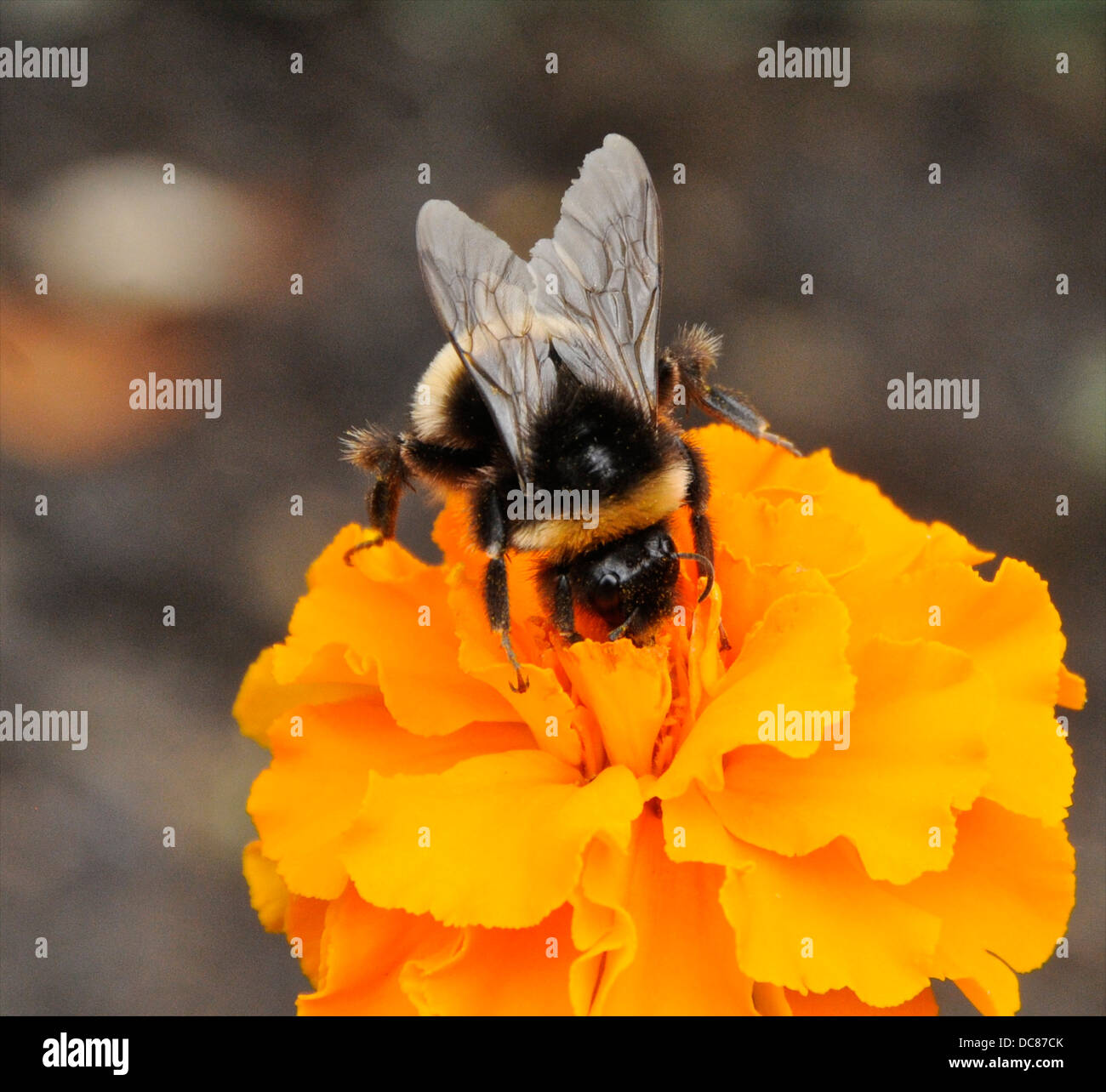 Bumble bee on a flower marigold Stock Photo