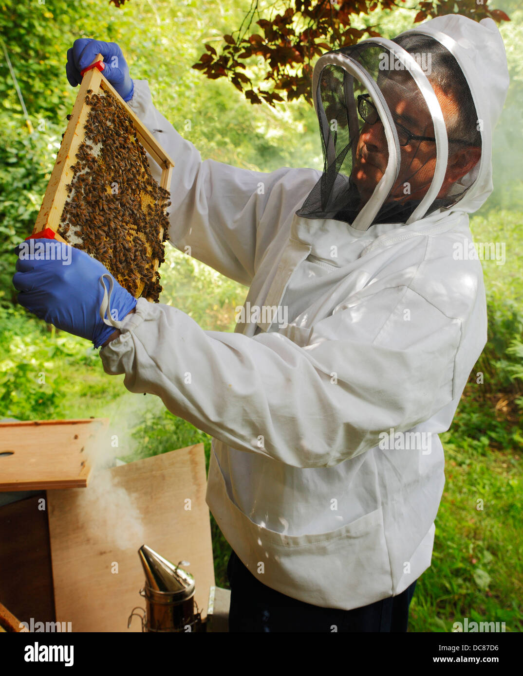 Beekeeper attending to his beehive. Stock Photo