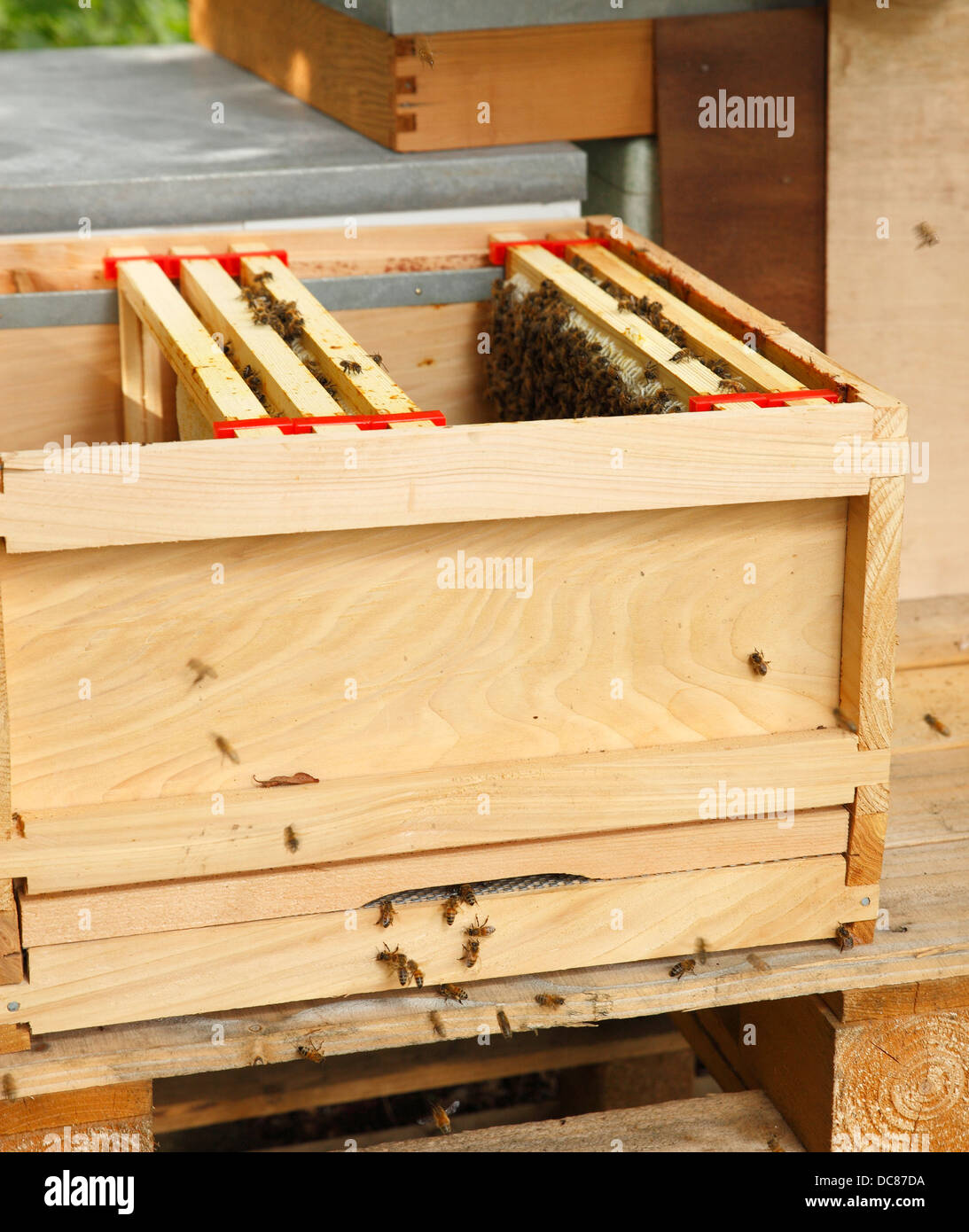 Open beehive. Stock Photo