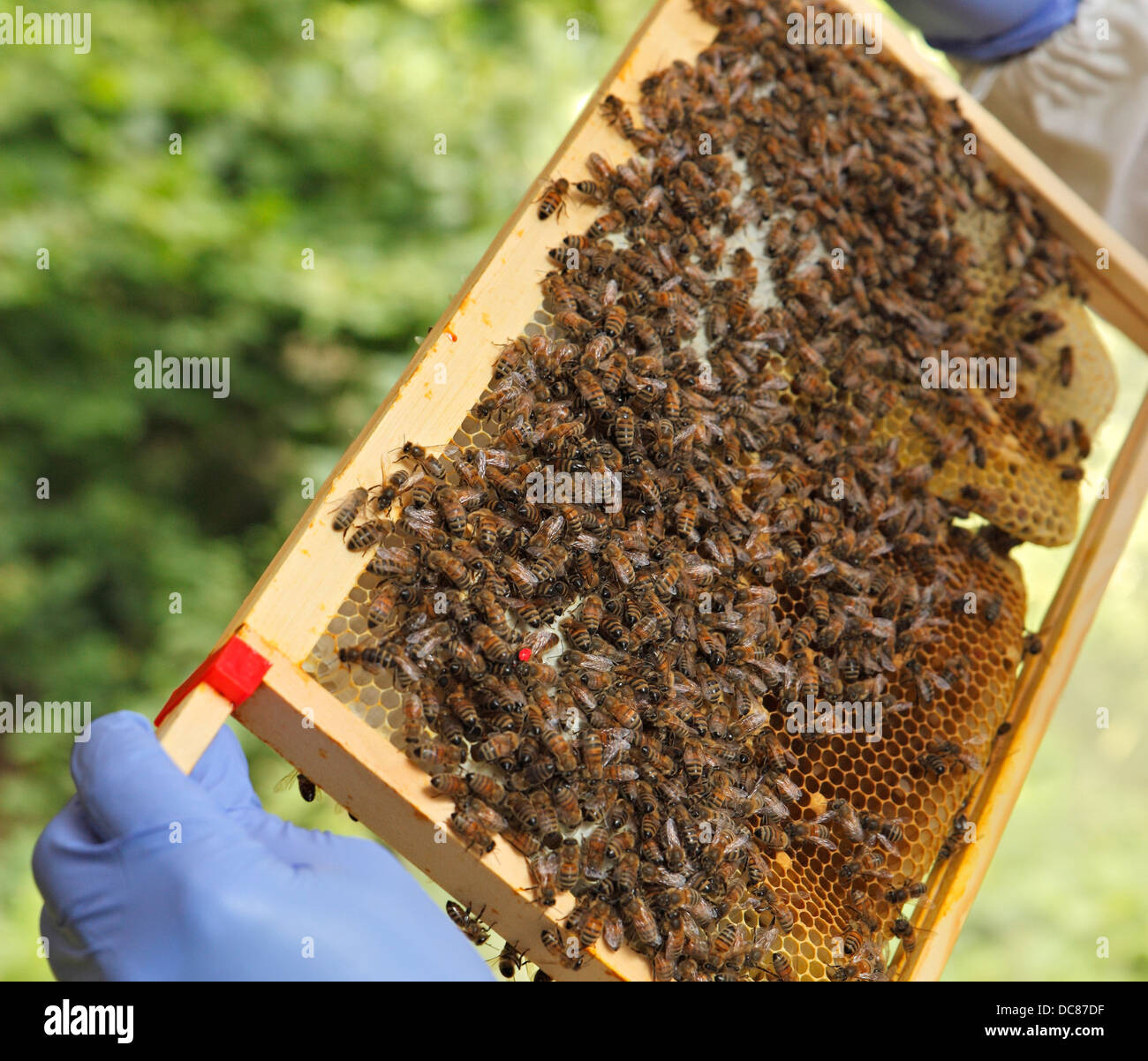 Beekeeper attending to his beehive, the Queen bee can by seen by the red dot. Stock Photo