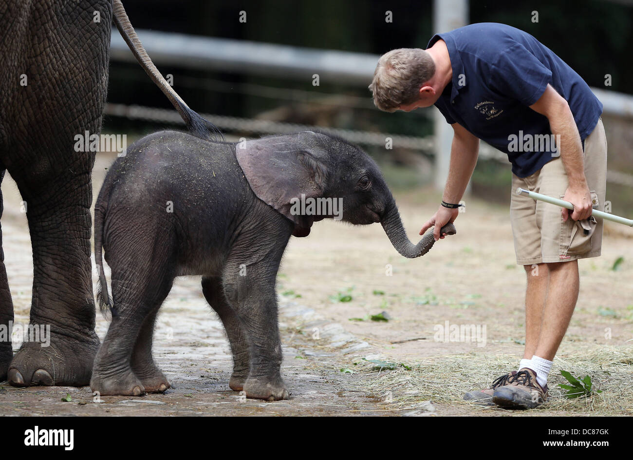 играй со слоном. слоны и мыши. слоненок с мячом. футбол на слонах. игра "слон".
