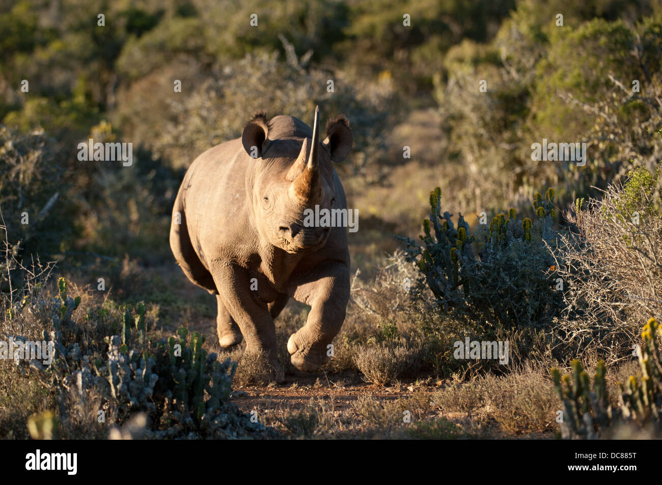 Black rhinoceros (Diceros bicornis) charging, Kwandwe Game Reserve, South Africa Stock Photo