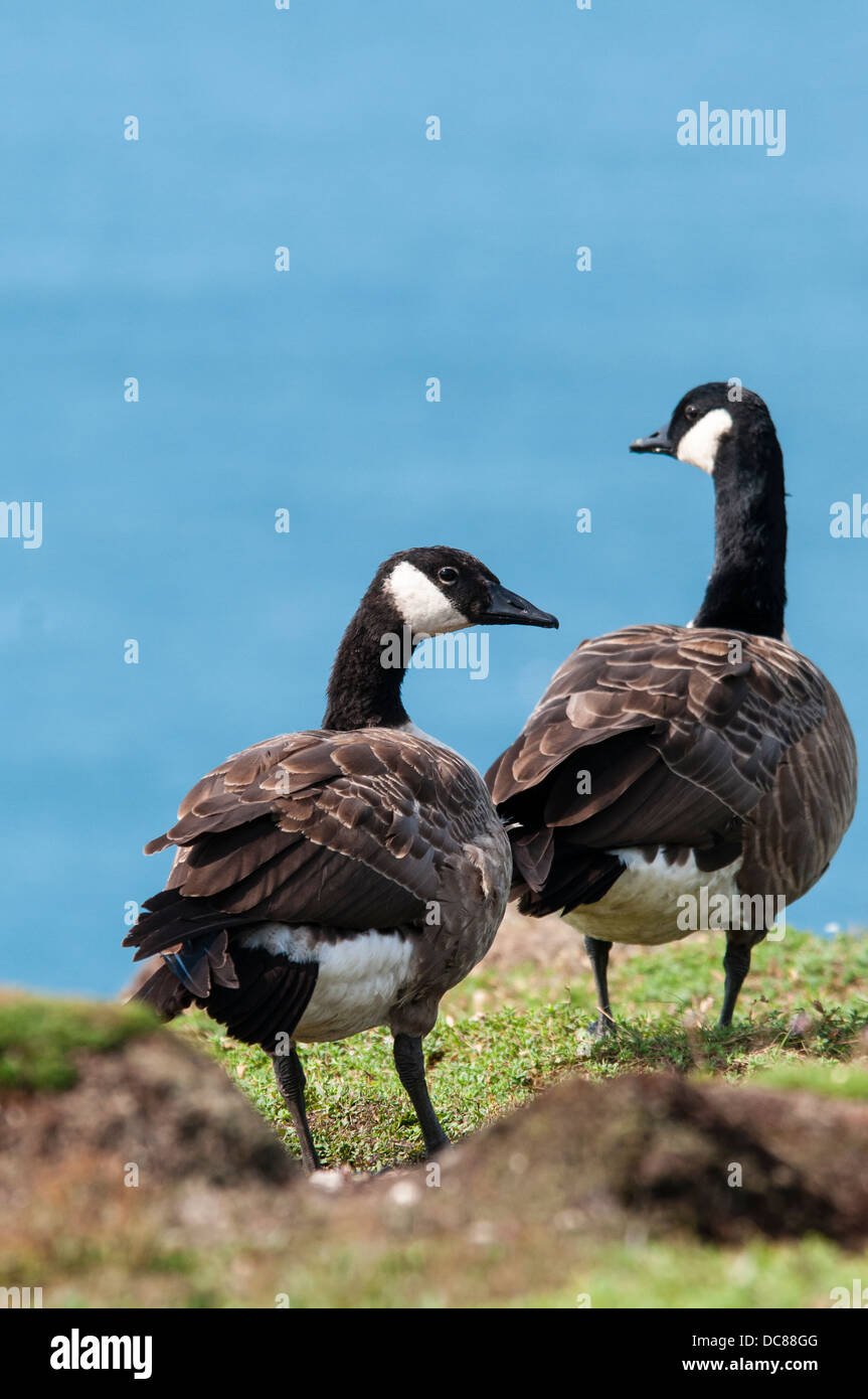 Canada goose queenstown ireland online