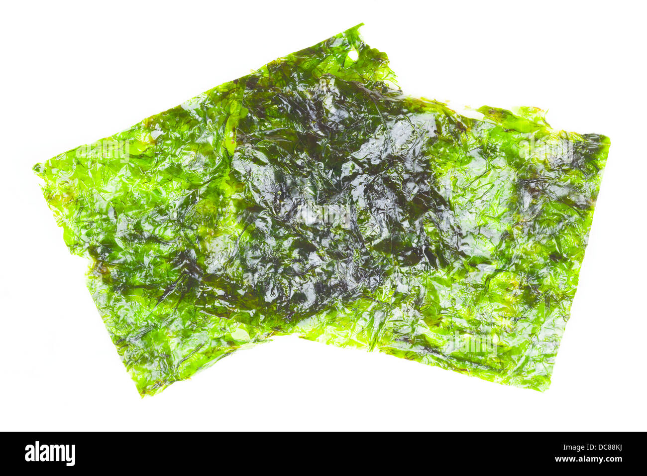 Ulva lactuca, seaweed or laver, on a white background Stock Photo