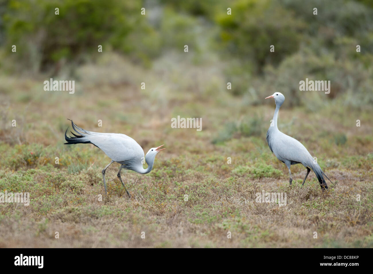 Blue Cranes  displaying a courtship dance (Anthropoides paradiseus), Kwandwe Game Reserve, South Africa Stock Photo