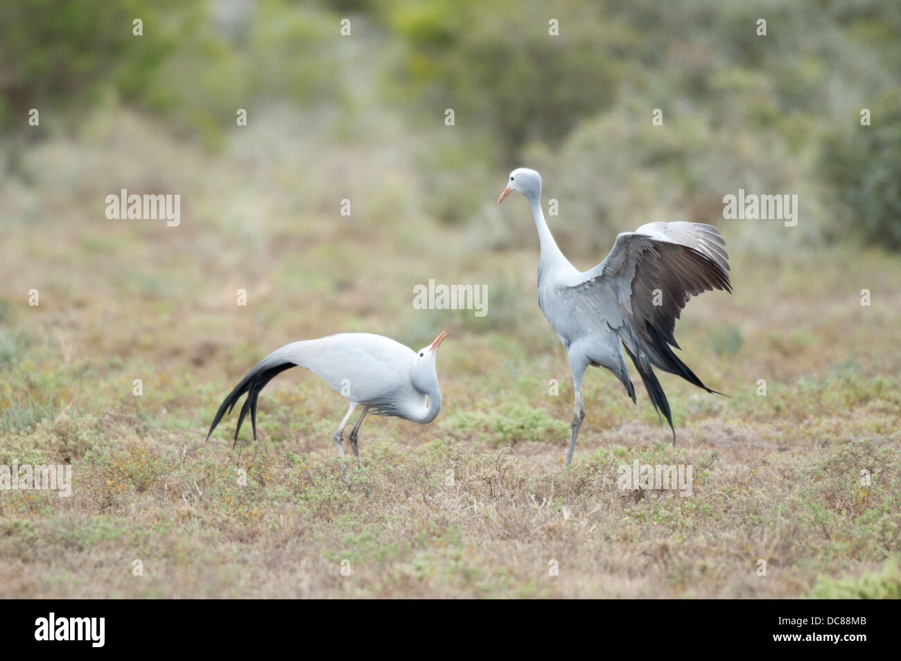 Blue Cranes  displaying a courtship dance (Anthropoides paradiseus), Kwandwe Game Reserve, South Africa Stock Photo
