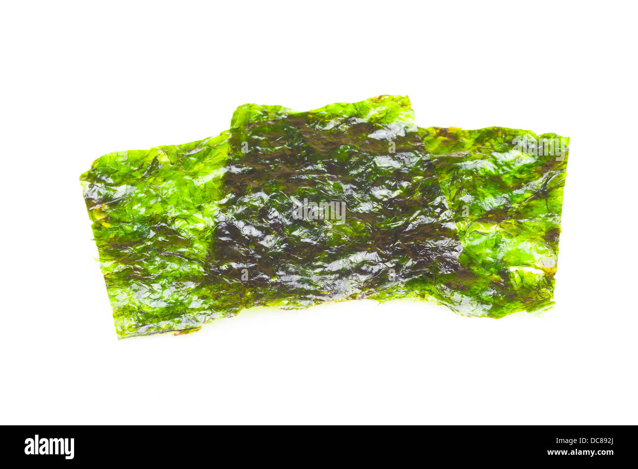 Ulva lactuca, seaweed or laver, on a white background Stock Photo