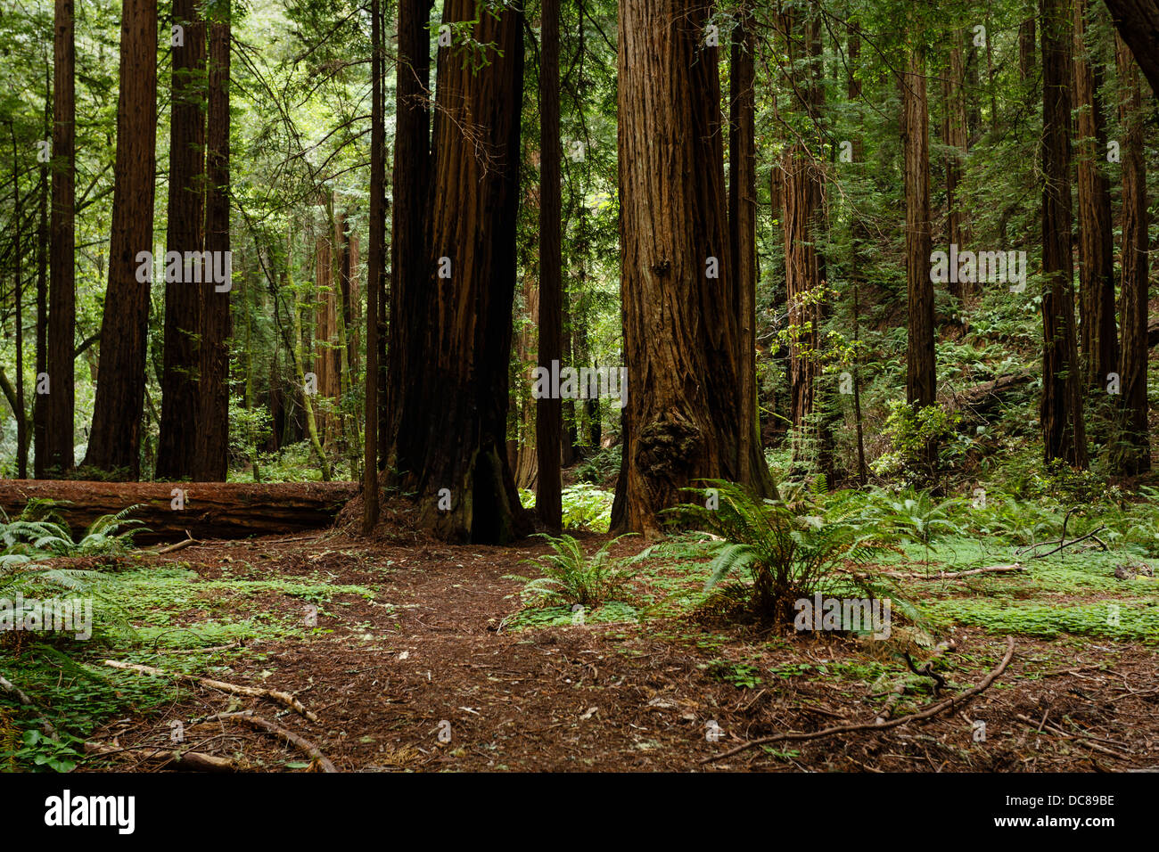 Path through giant sequoia redwood trees in Muir Woods National Monument part of Golden Gate International Biosphere Reserve CA Stock Photo
