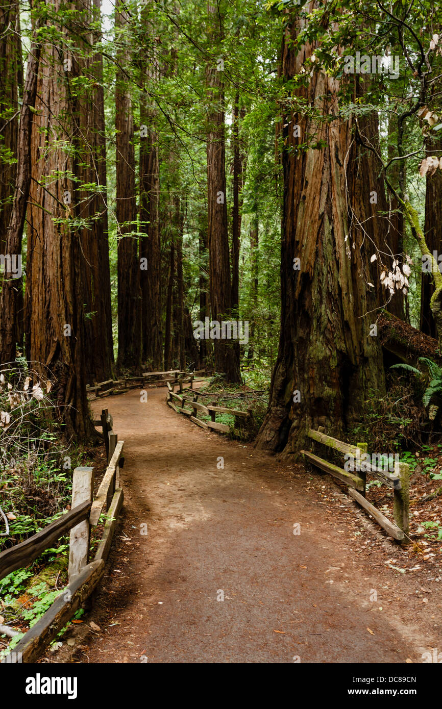 Hiking trail leads through a thick group of coastal redwood trees, giant sequoia, in Muir Woods National Monument San Francisco Stock Photo
