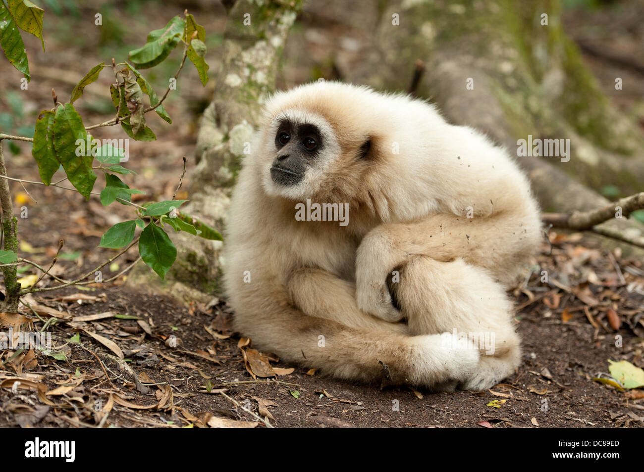 White Handed Gibbon aka Lar Gibbon (Hylobates lar), Monkeyland