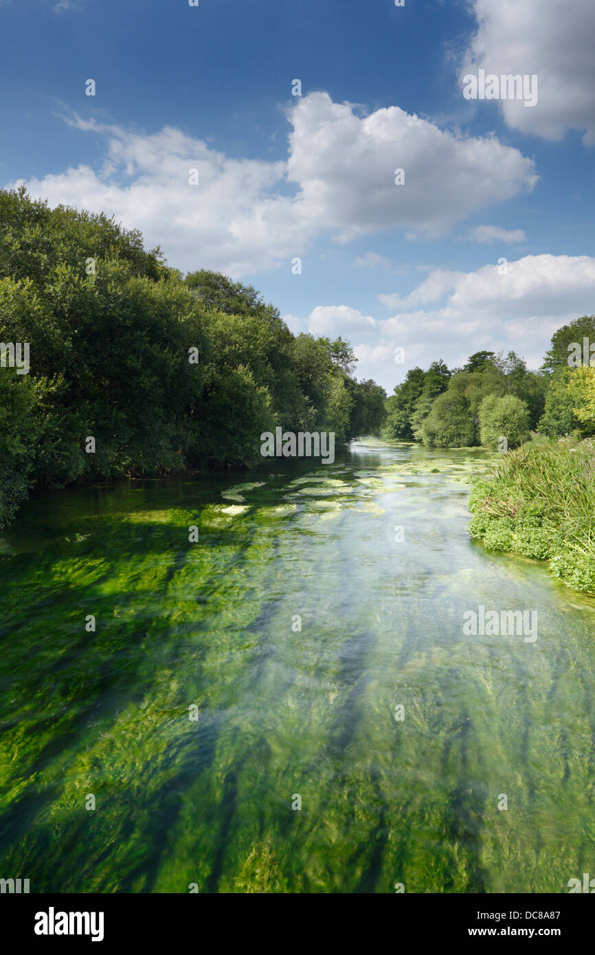 River Itchen full of Water Crowfoot (Ranunculus aquatilis) at Ovington. Hampshire. England. UK. Stock Photo