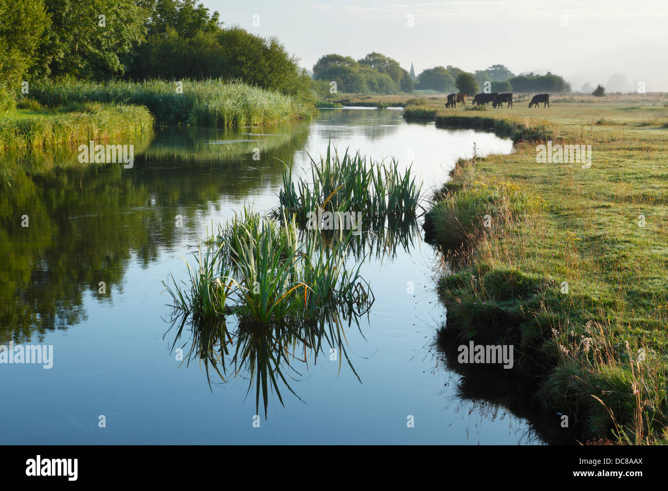 Marshcourt River (tributary of the River Test) on Common Marsh (National Trust). Hampshire. England. UK. Stock Photo