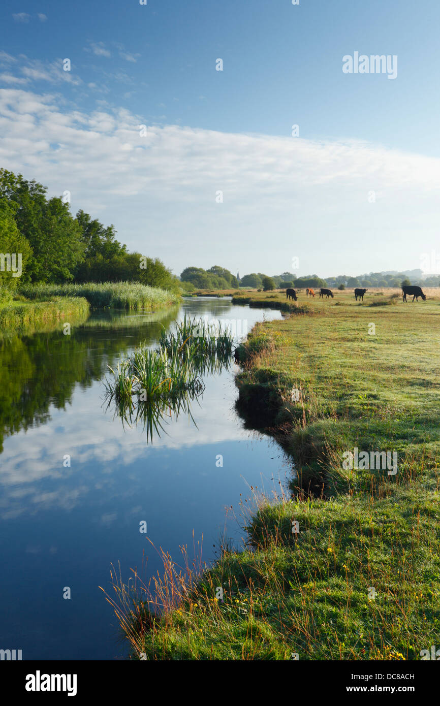 Marshcourt River (tributary of the River Test) on Common Marsh