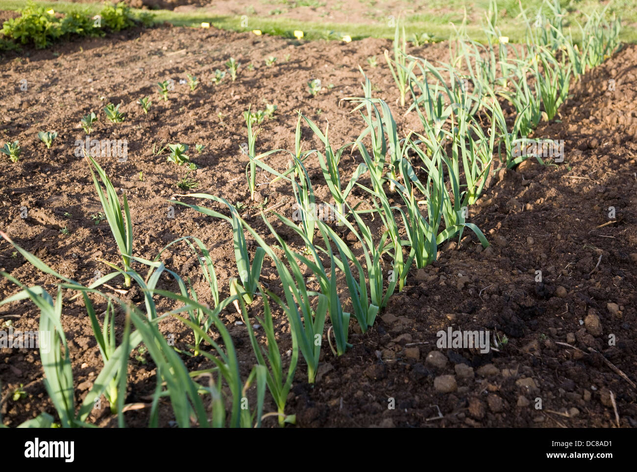 Garlic growing garden hires stock photography and images Alamy