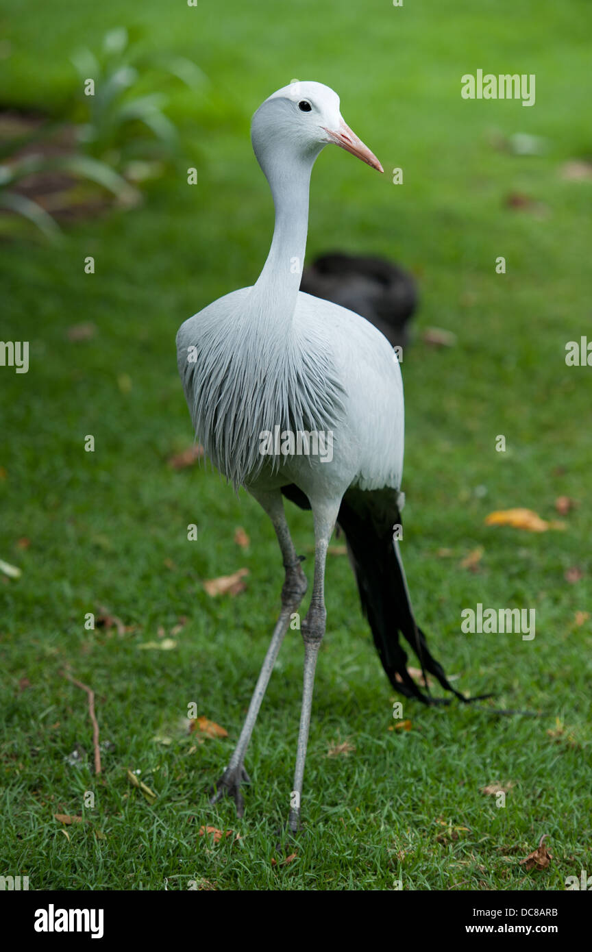 Blue Crane (Anthropoides paradiseus), Birds of Eden, Plettenberg Bay, South Africa Stock Photo