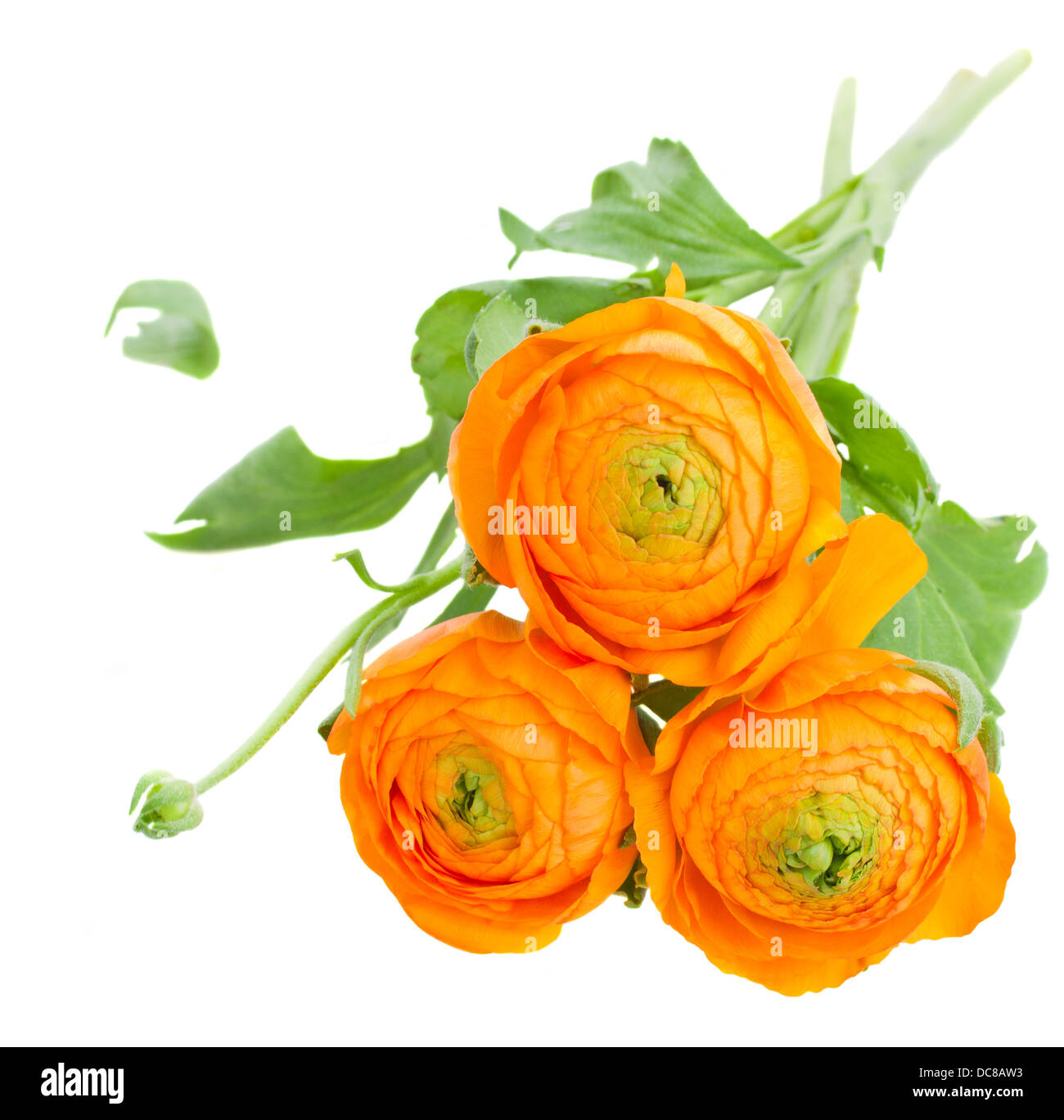 orange ranunculus flowers Stock Photo