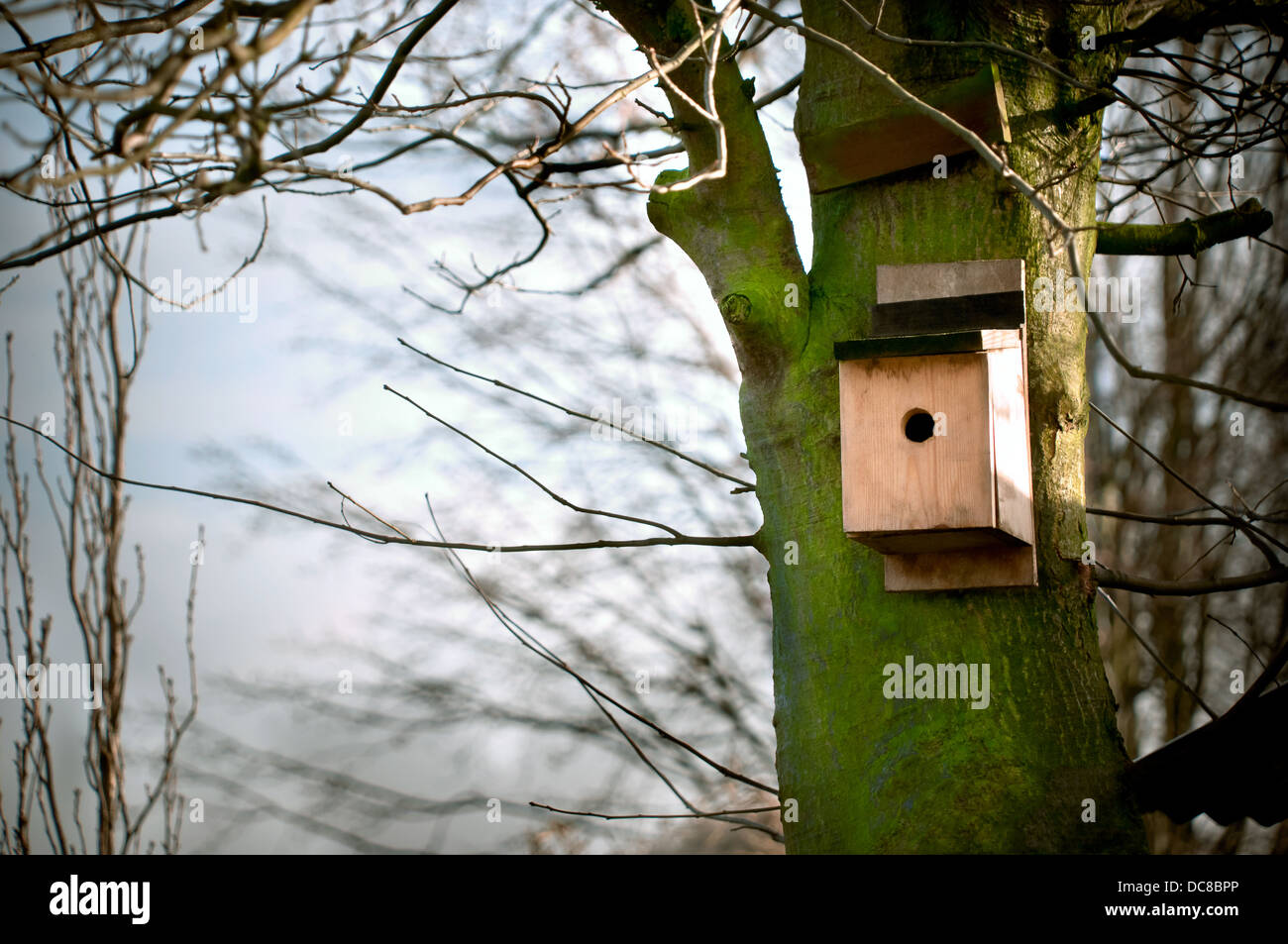 Bird house on a tree Stock Photo