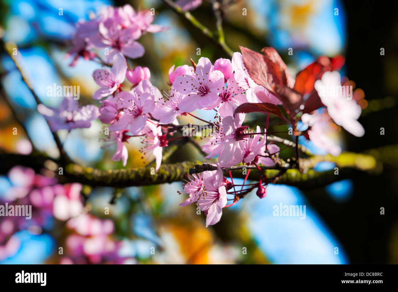 Spring pink cherry blossom flowers - shallow depth of field Stock Photo