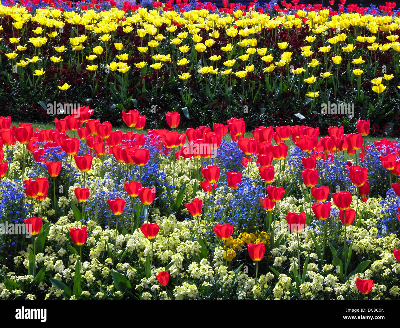 Red and yellow beds of tulips in bloom Stock Photo - Alamy
