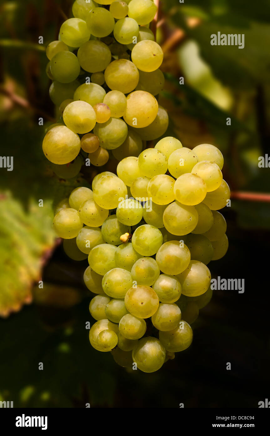 Grapes on the vine Stock Photo Alamy