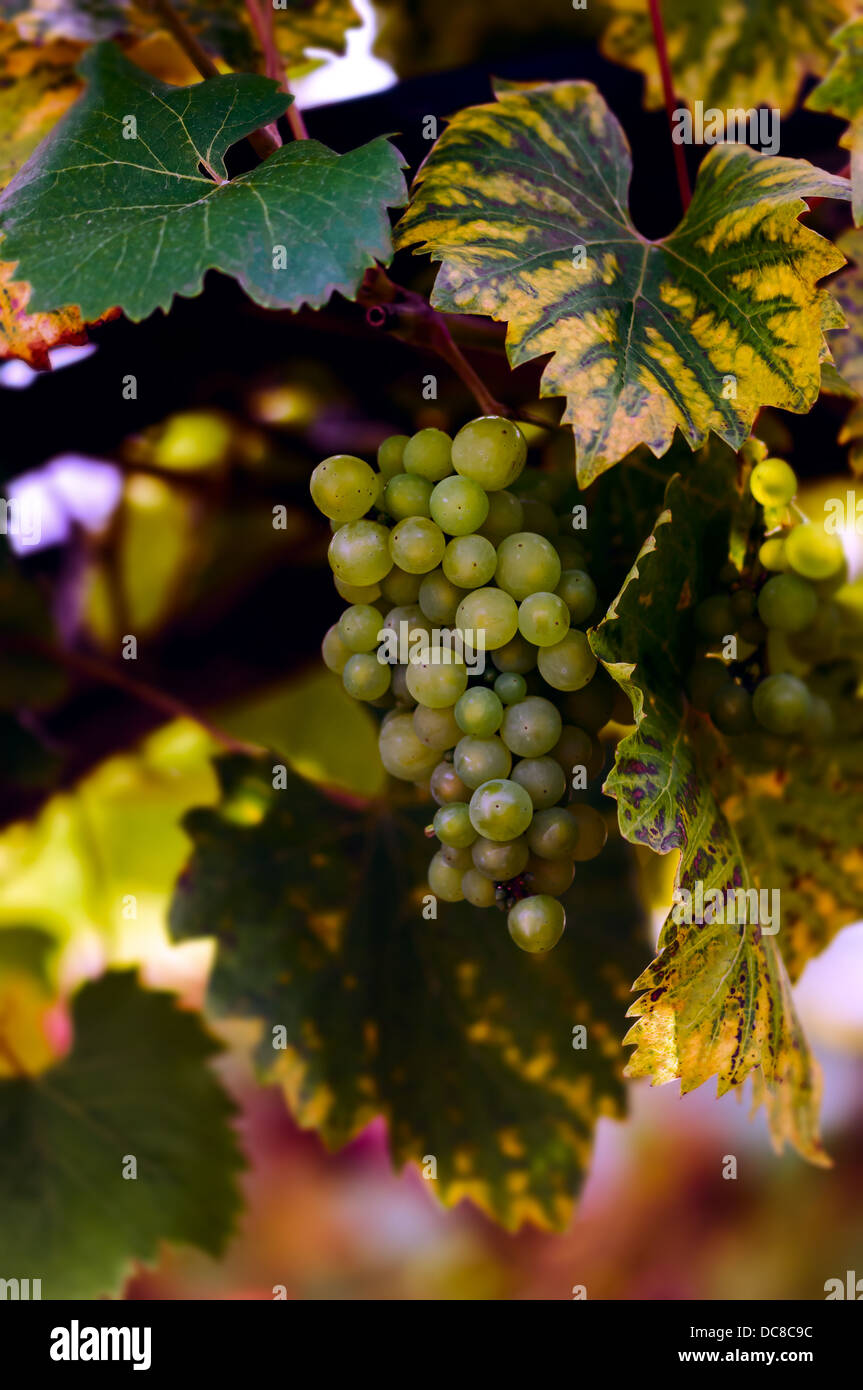 Grapes on the vine Stock Photo Alamy