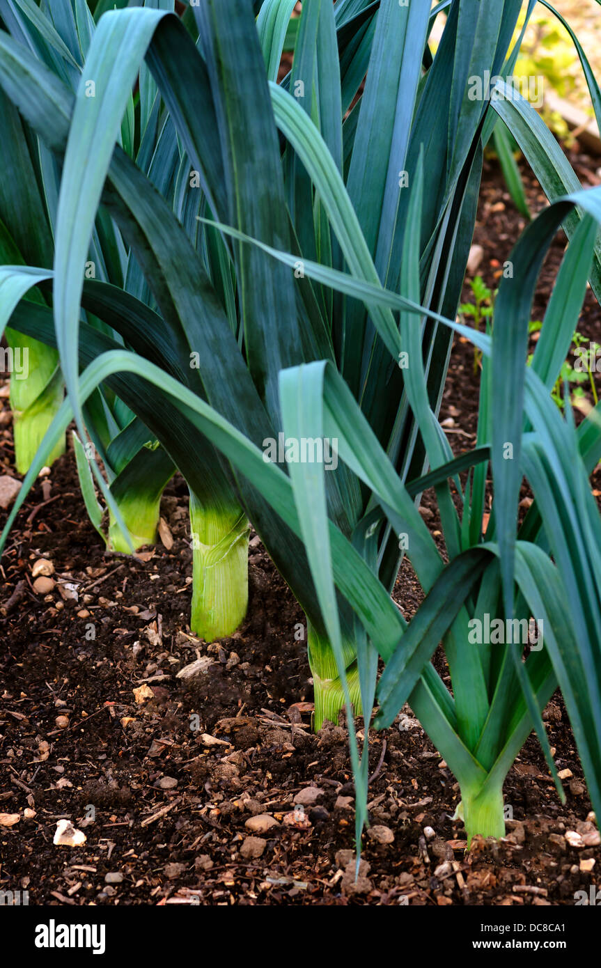 Organic Leek on the ground Stock Photo