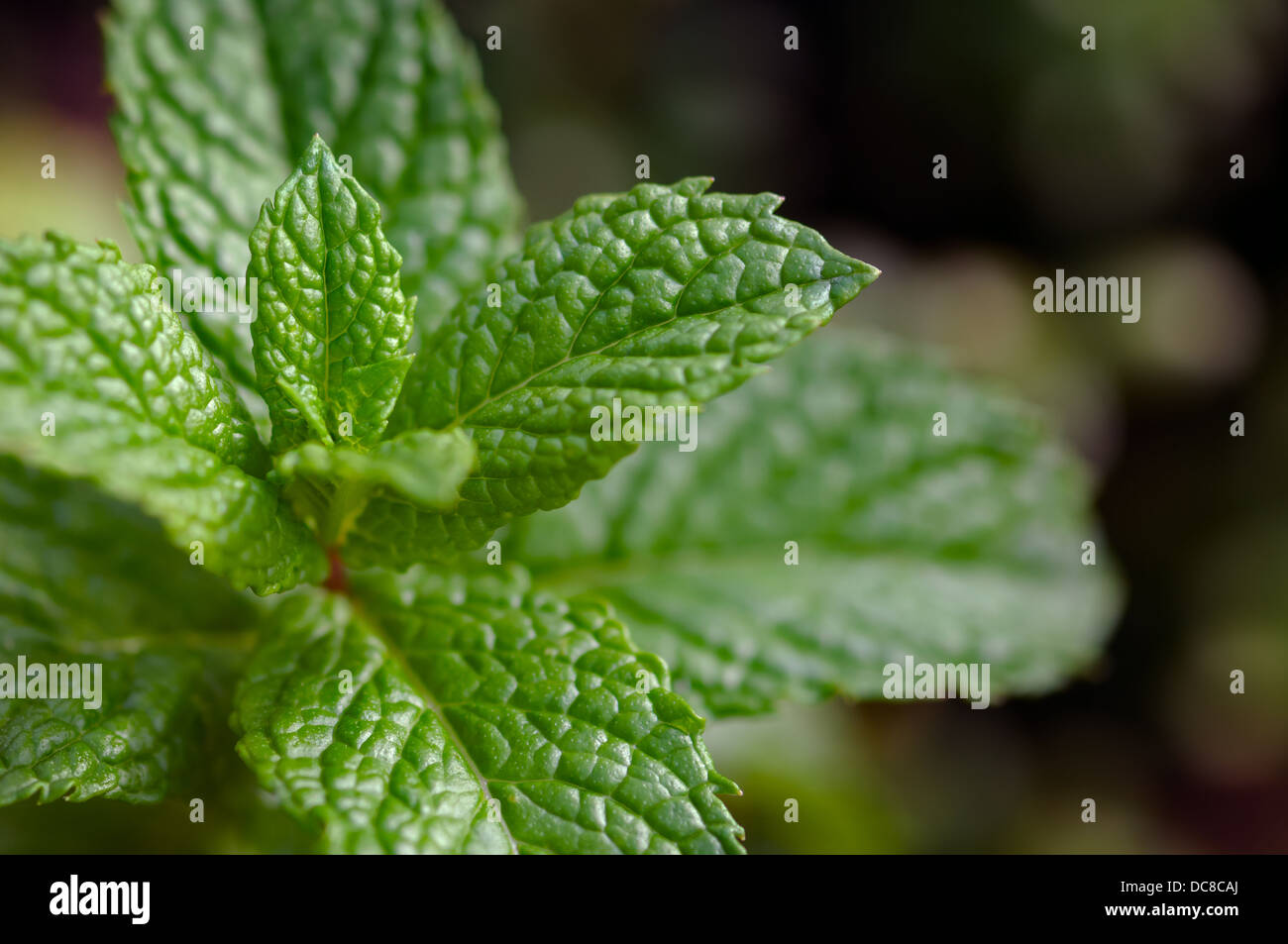 Moroccan Mint Plant Gardening Stock Photo Alamy
