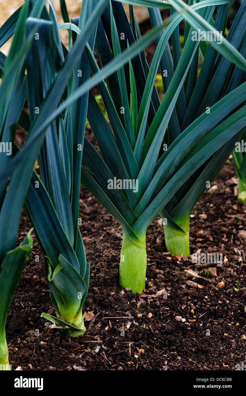 Leeks in a row in the ground - growing vegetable Stock Photo